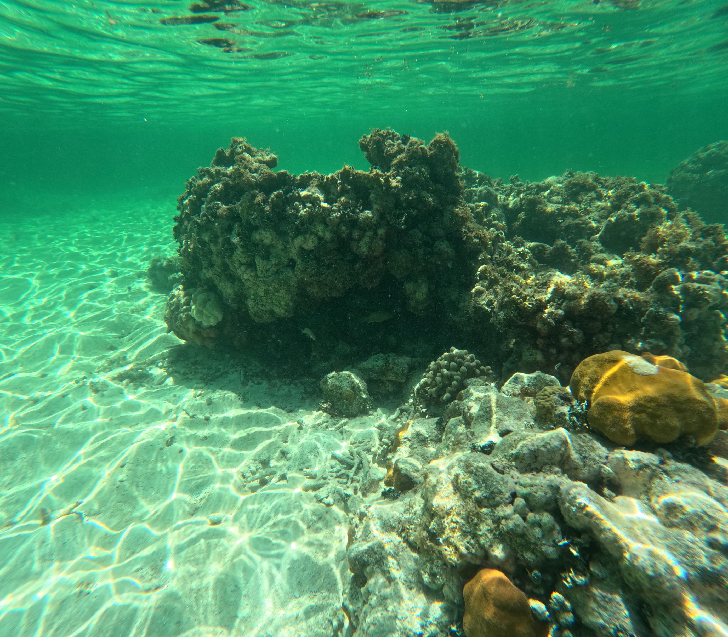 ambergris-caye-snorkeling-coral-photo