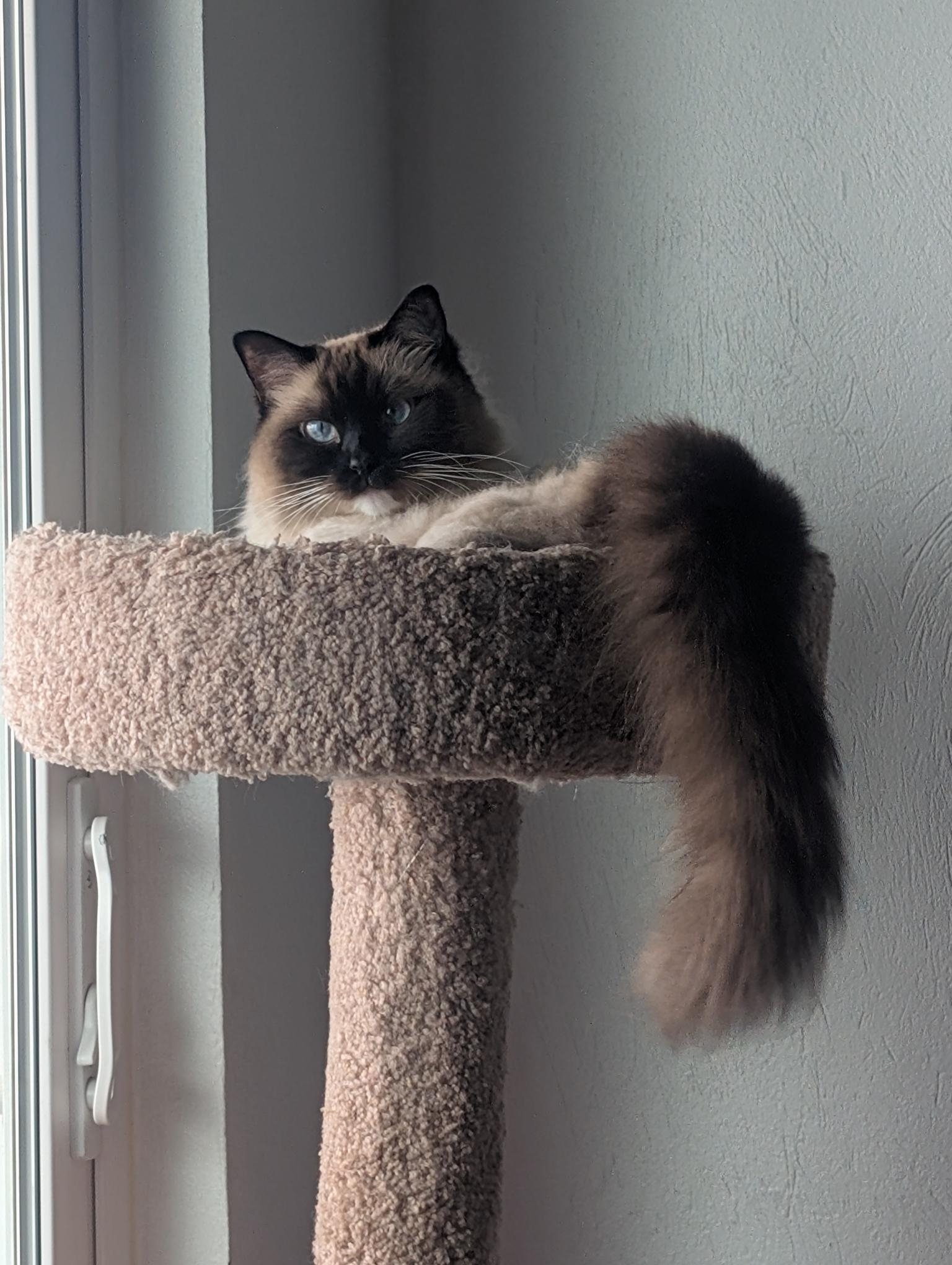 roxy-cat-in-cat-tree