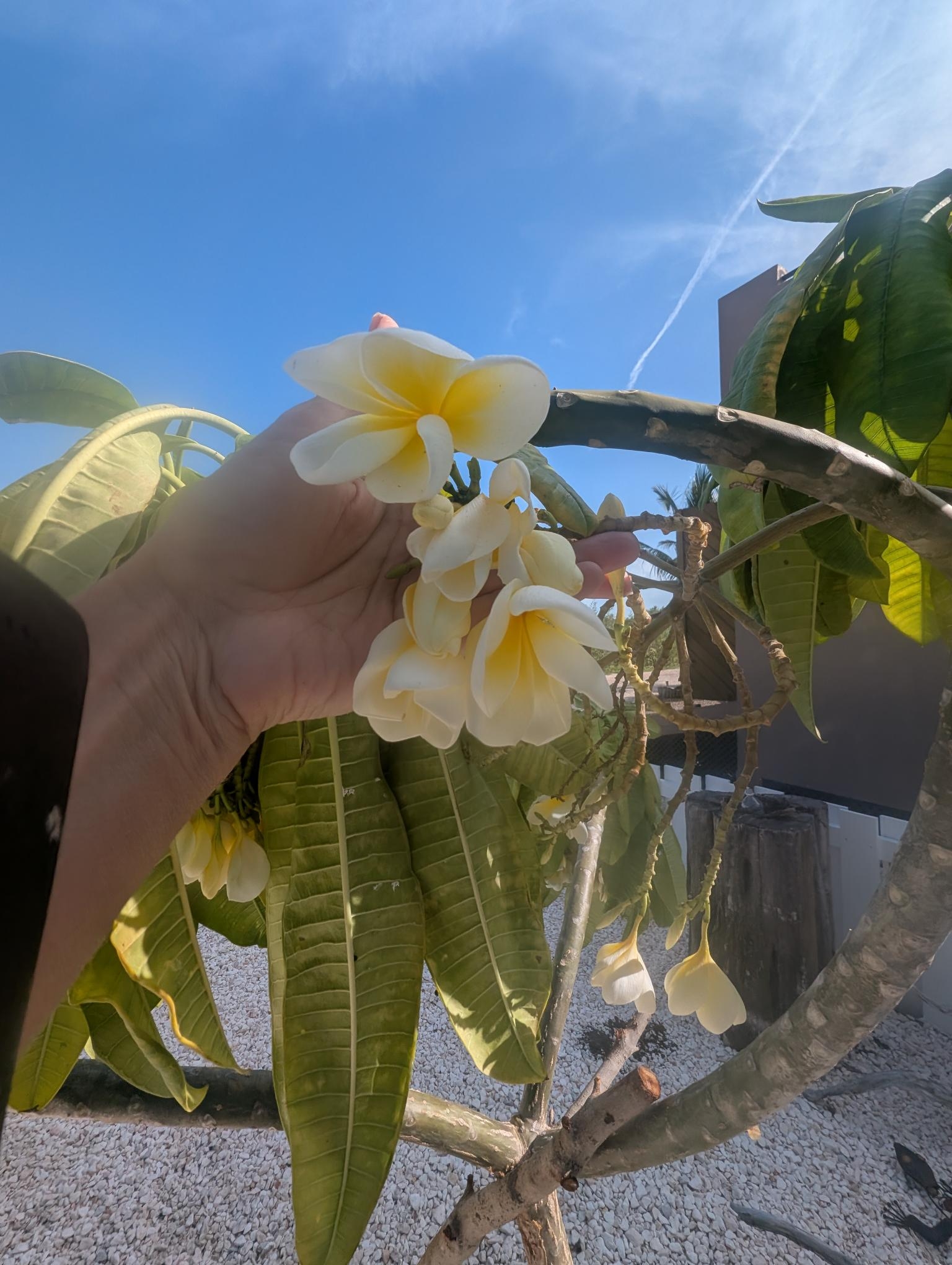 plumeria-tree-san-pedro-belize