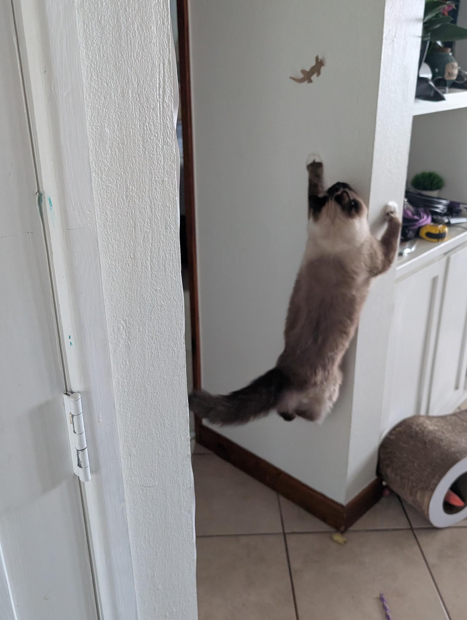 paper-bag-gecko-cat-distraction