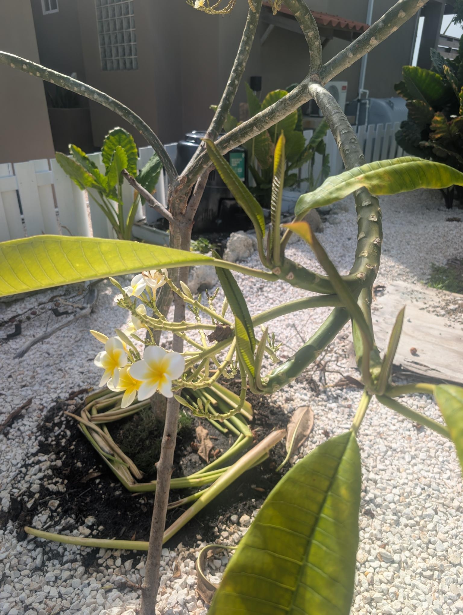 plumeria-tree-transplanted-san-pedro-belize