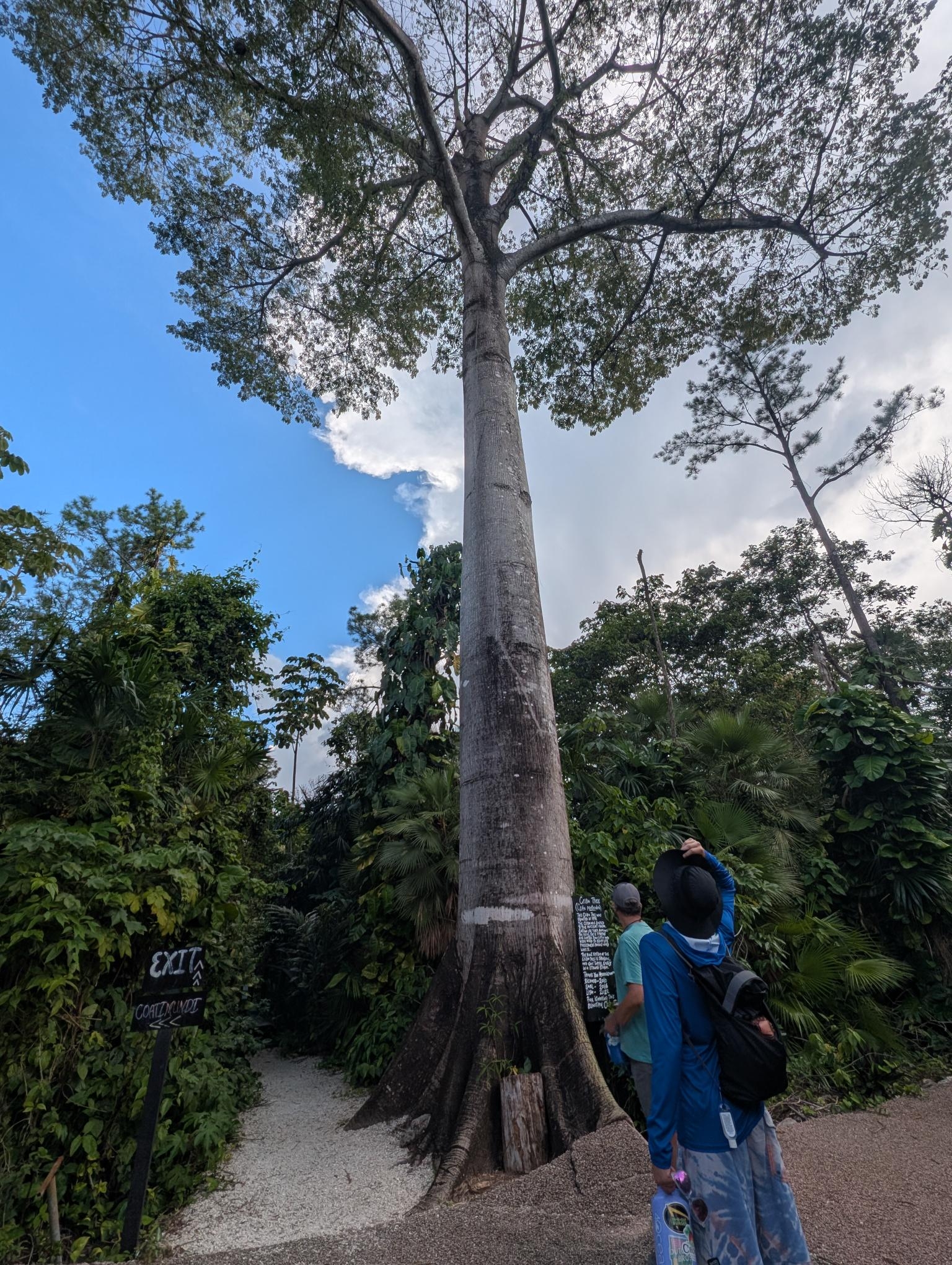 ceiba-tree-belize-zoo