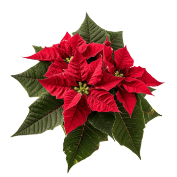pointsettia